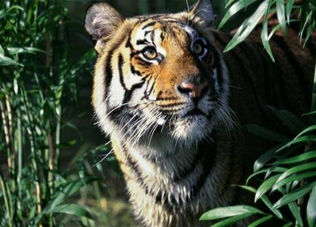 Tygr indočínský